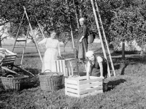 1925: Fam. Herren im Talacker "bim Öpfele"