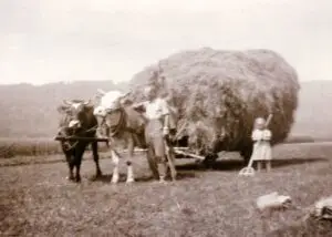1940: "Heuet" mit Ochsengespann, Vater Schütz mit Tochter