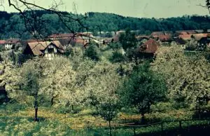 1954